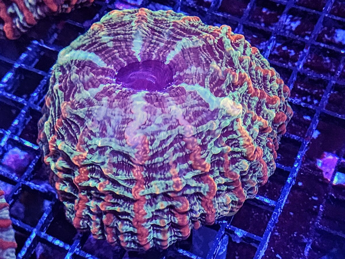 Red Striped Indophyllia