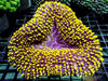 Yellow Carpet Lobophyllia