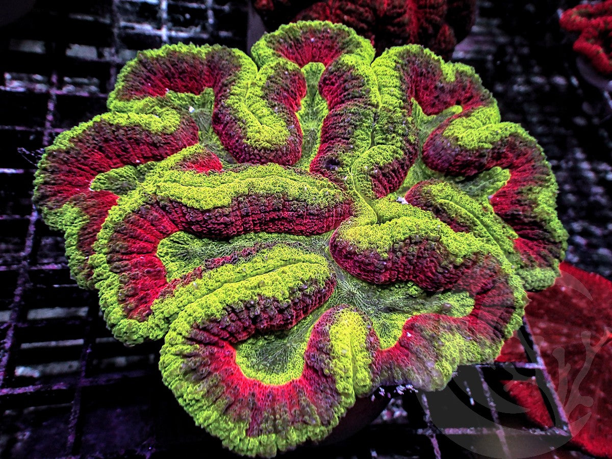 Red Ribbon Lobophyllia