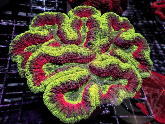 Red Ribbon Lobophyllia