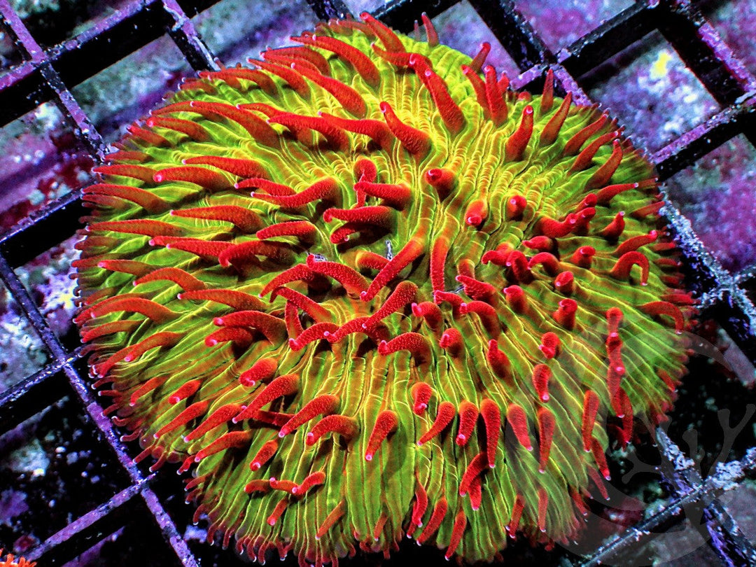 Red Polyp Diaseris