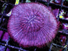 Purplish Fungia