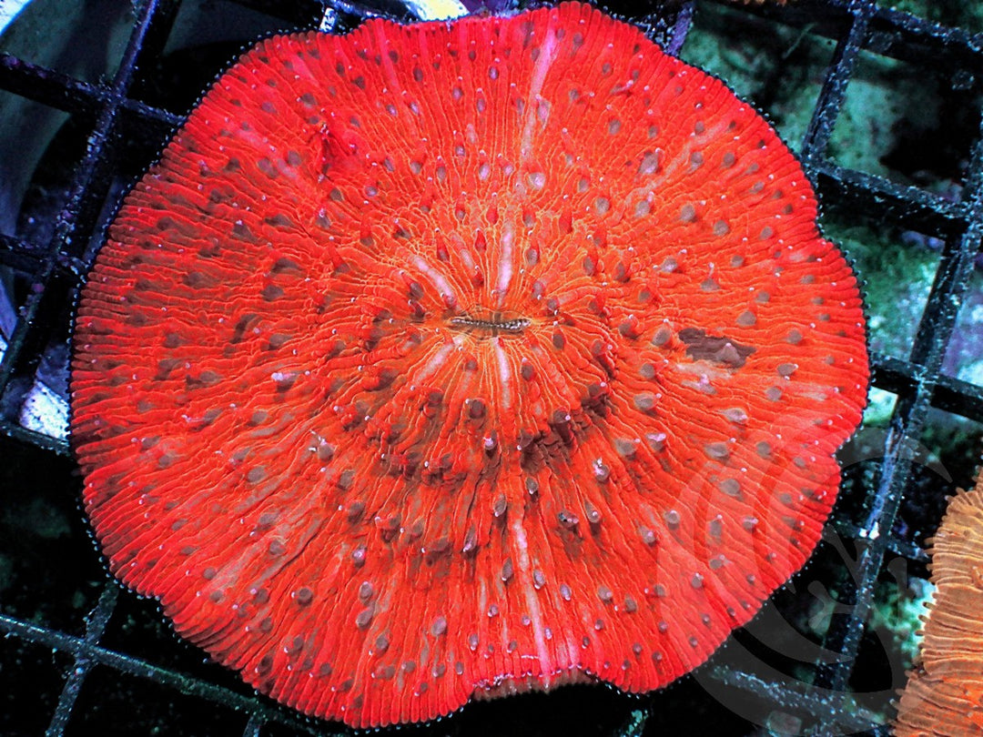 Orange-red Fungia
