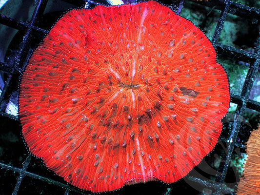 Orange-red Fungia