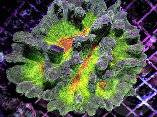 Radioactive Mind Bender Spiked Pectinia
