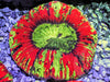  Rainbow Trachyphyllia