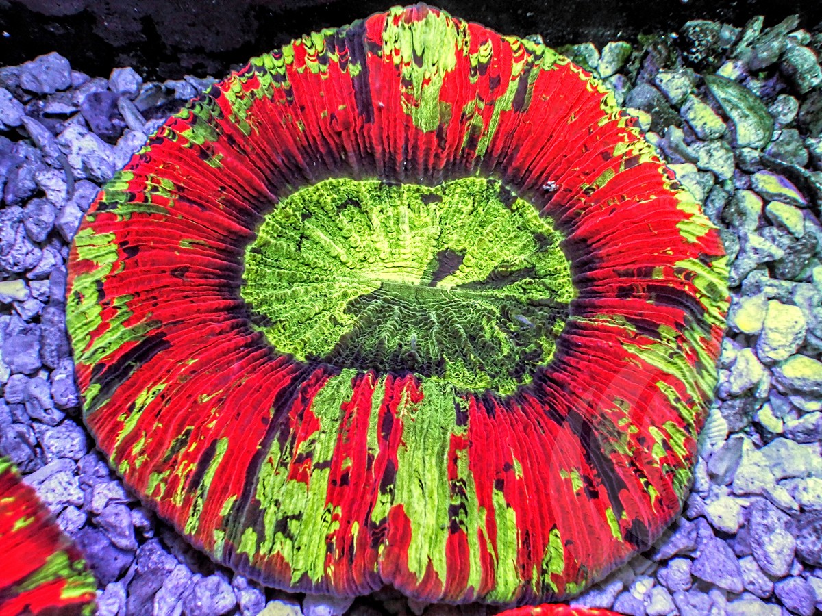 Rainbow Trachyphyllia