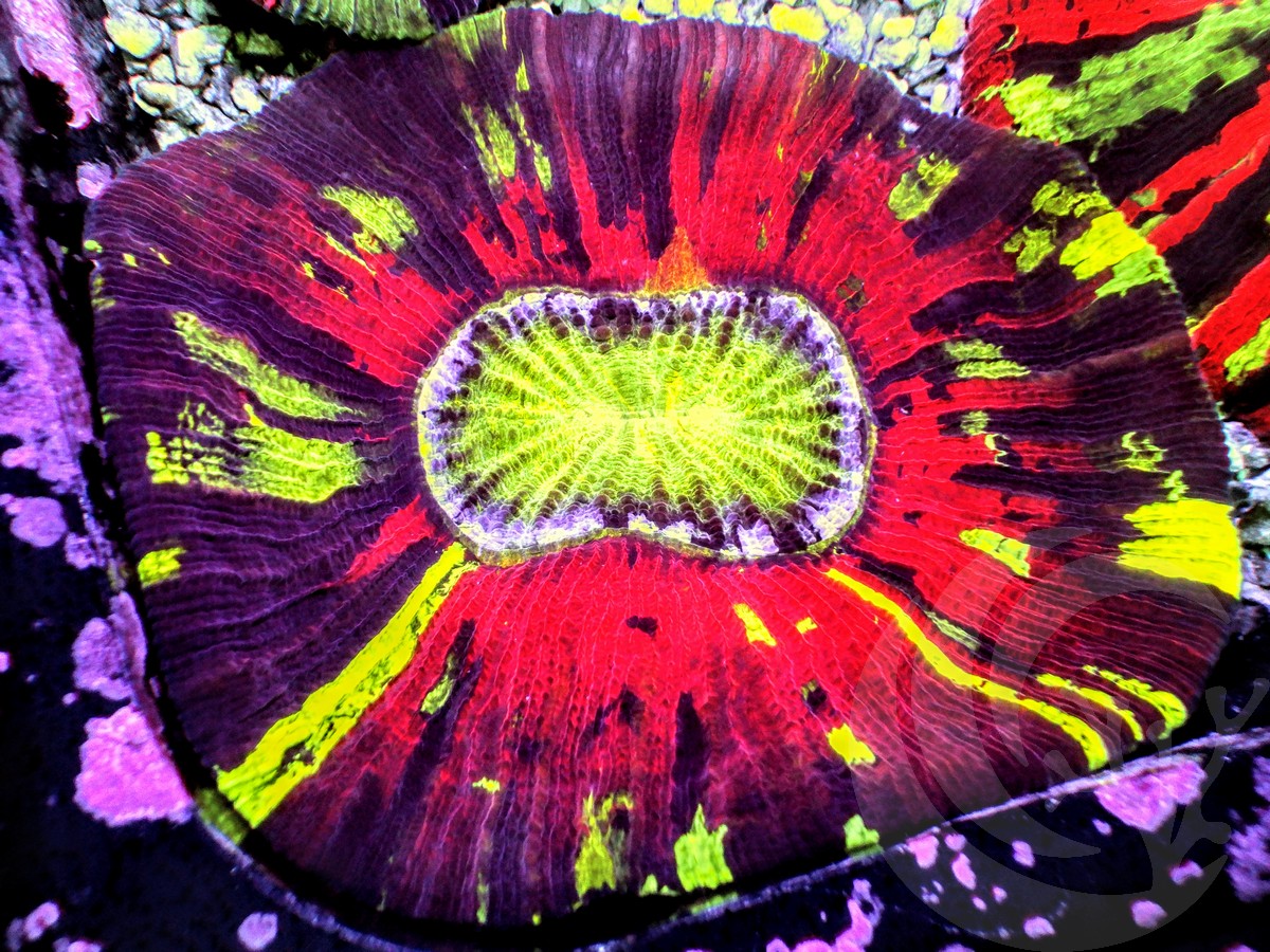 Rainbow Trachyphyllia