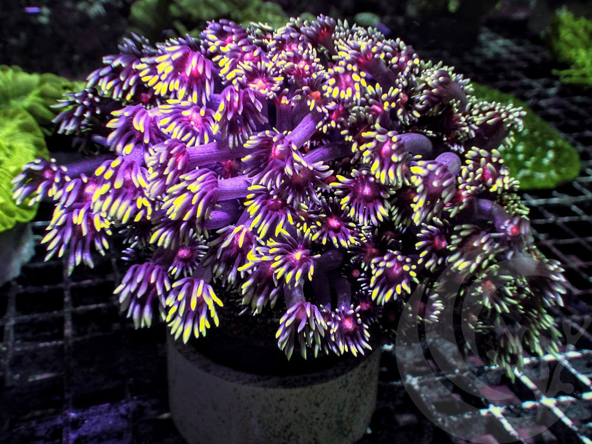 Zombie Eye Goniopora