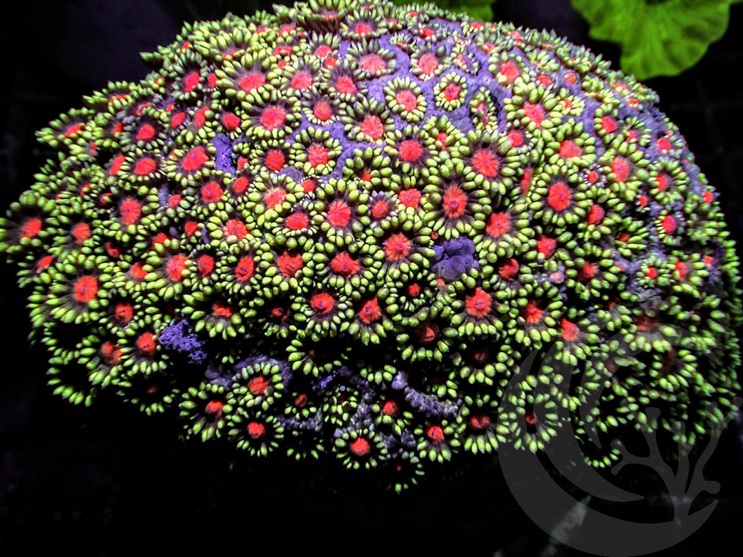 Zombie Eye Goniopora