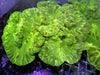 Green Fox Coral 