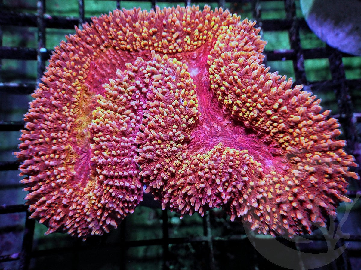 Ruby Sprinkles Lobophyllia