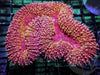 Ruby Sprinkles Lobophyllia