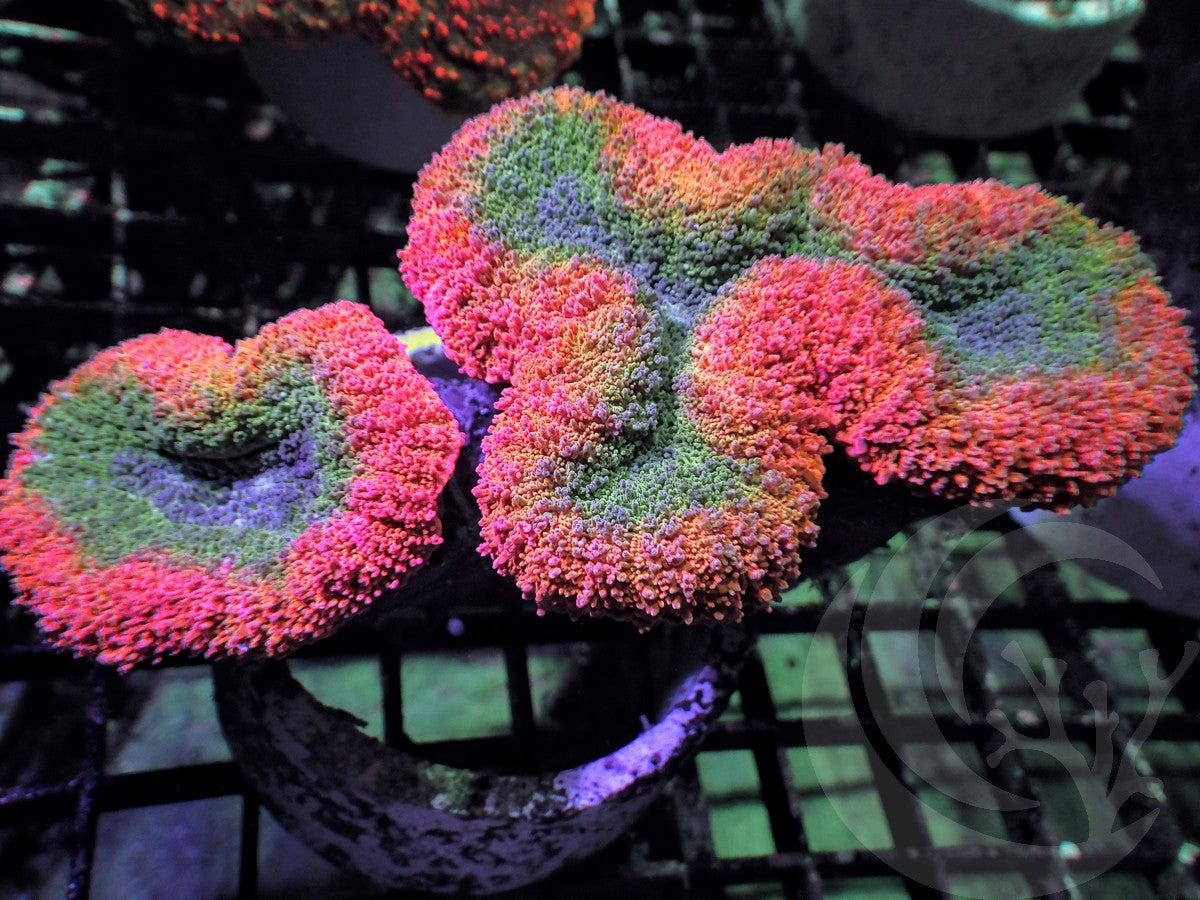 Rouge rim Lobophyllia