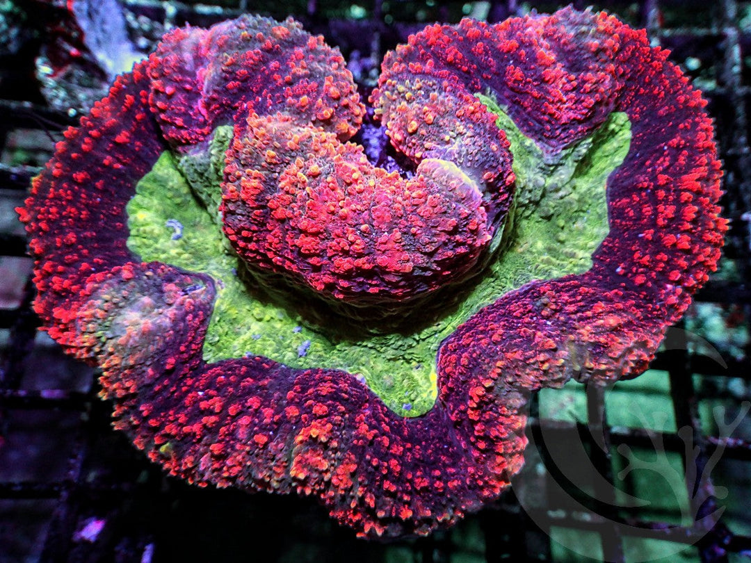 Red-Green Symphyllia