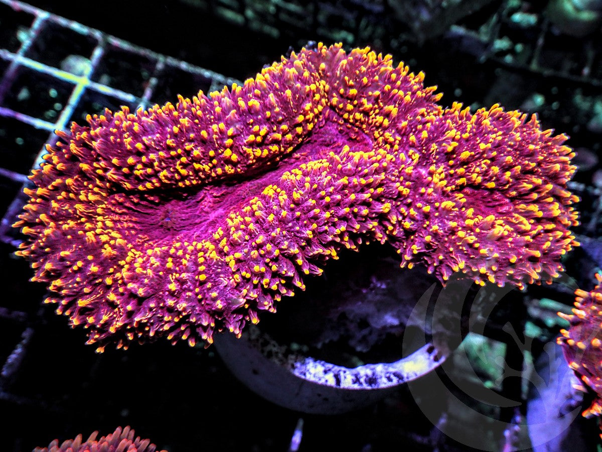 Ruby Sprinkles Lobophyllia