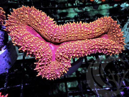 Ruby Sprinkles Lobophyllia