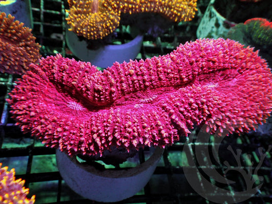 Red-Magenta Lobophyllia
