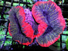 Hot Lips Lobophyllia