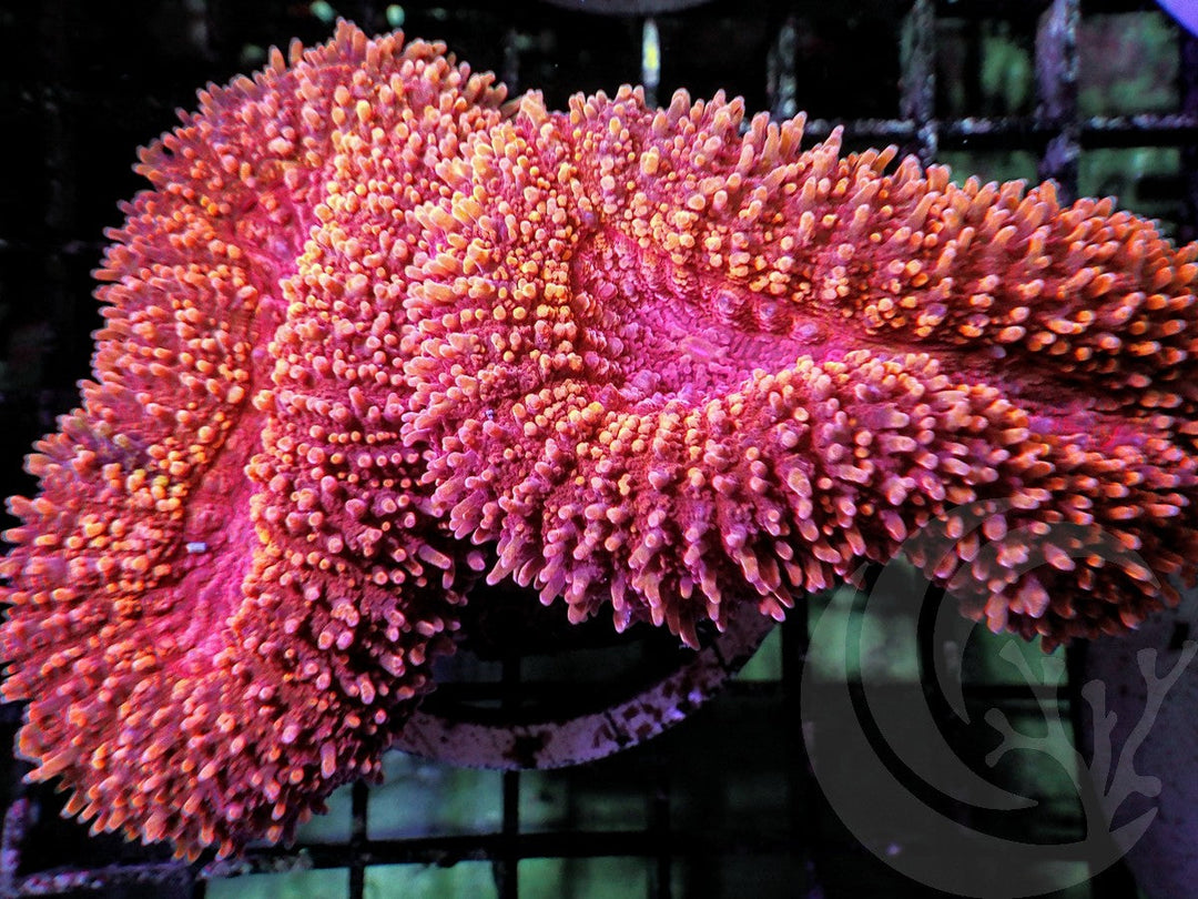 Ruby Sprinkles Lobophyllia