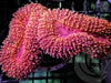 Ruby Sprinkles Lobophyllia