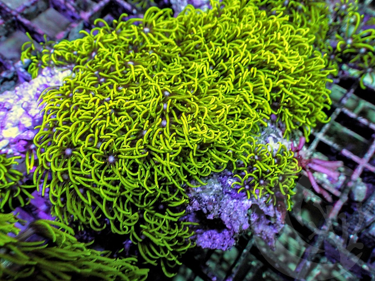 Electric Green Star Polyps