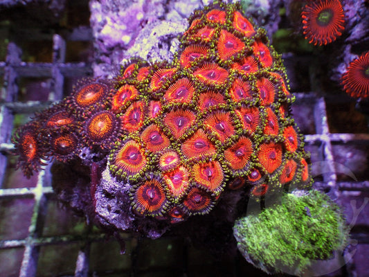 Zoanthid Combo with SPS