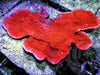 Super Red Plating Montipora