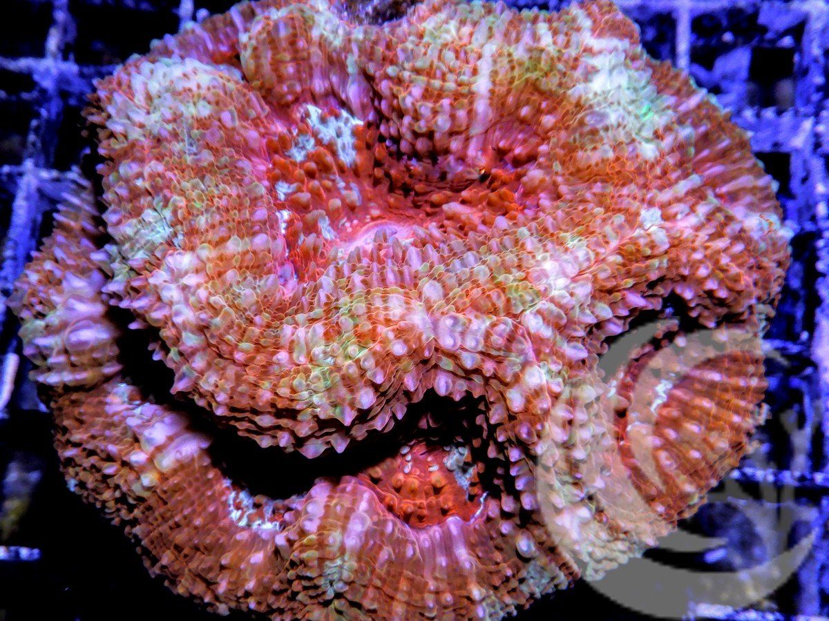 Ultra Acan bowerbanki