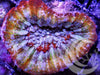 Rainbow Scolymia australis