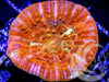 Orange Red Scolymia australis