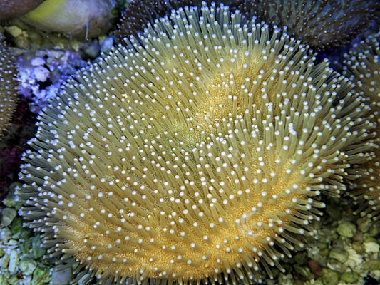 Toadstool Leather