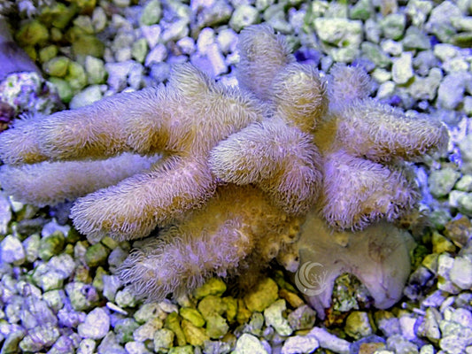 Finger Leather