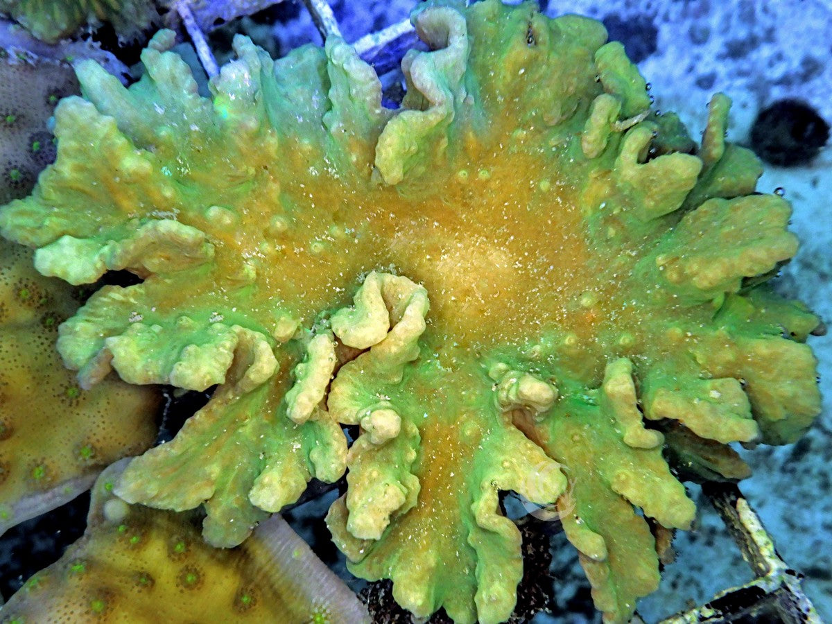 Green Cabbage Leather