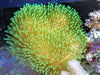 Long Green Polyp Toadstool Leather