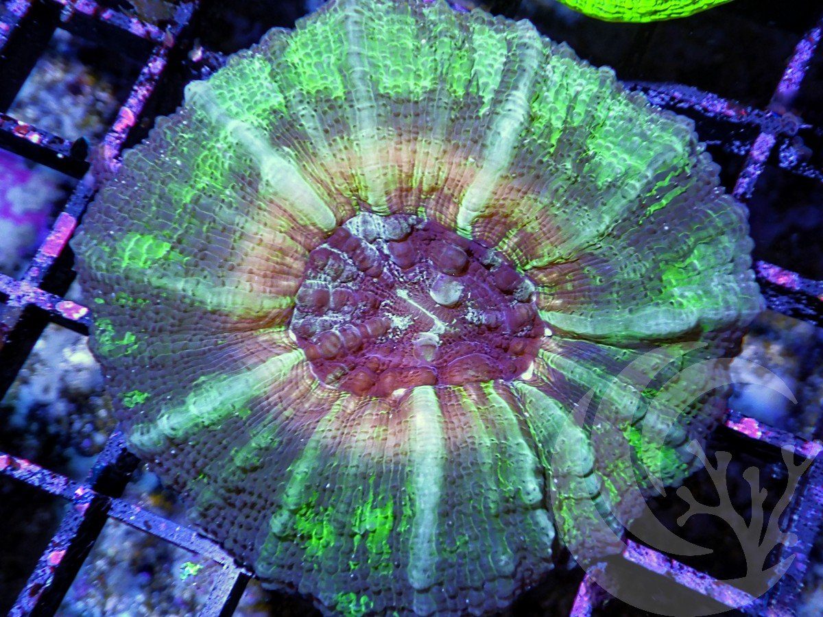 MultiColor Scolymia australis