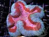 Tricolor Lobophyllia