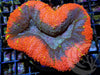 Hot Lips Lobophyllia