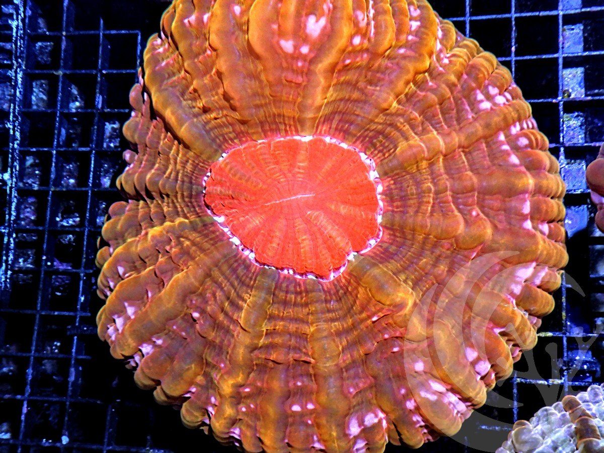 Incredible Red-Orange Cynarina
