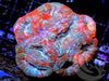 Red-Blue Acan bowerbanki