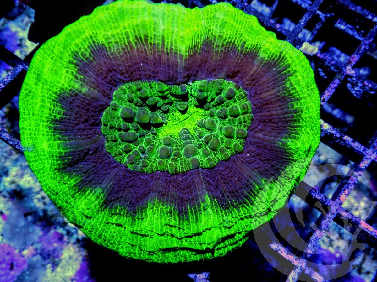 UFO Scolymia australis