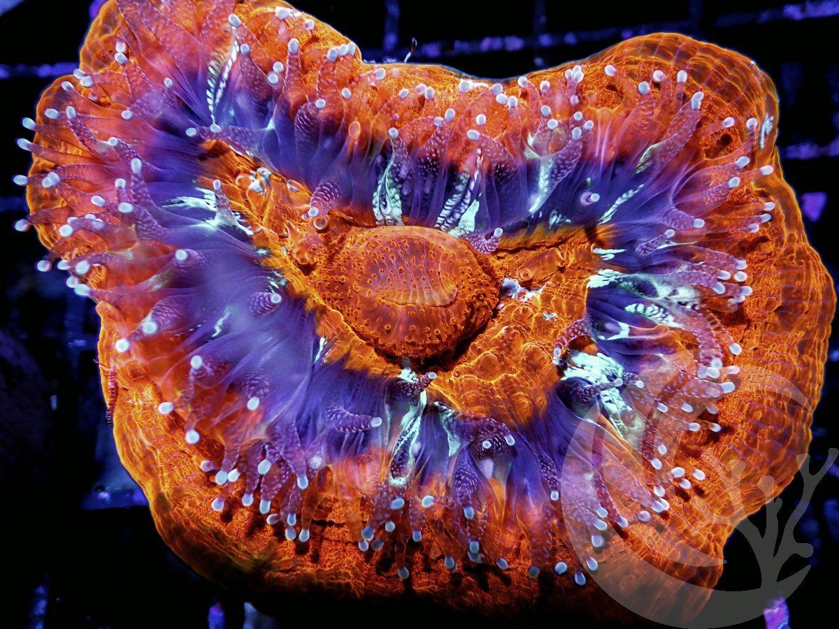 Red-Orange Scolymia australis
