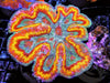 Clownface Lobophyllia