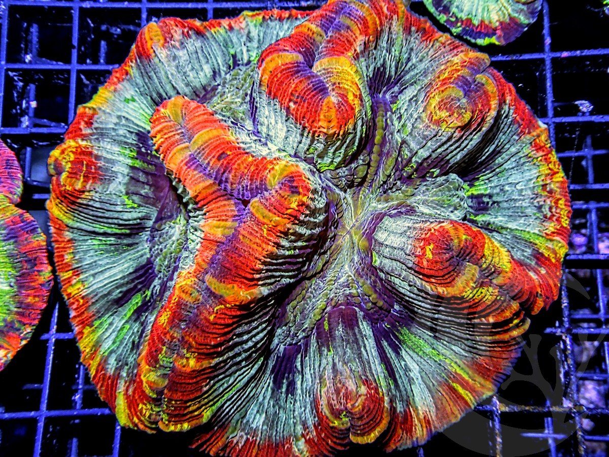 Rainbow rim Trachyphyllia