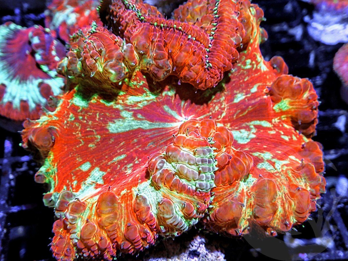 Amazing Teal Streaked Blastomussa vivida