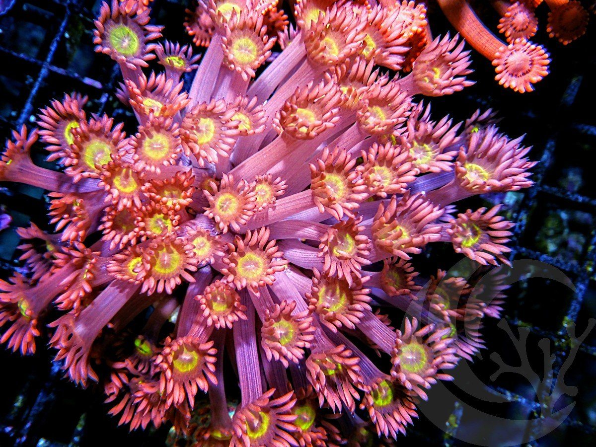 Yellowbelly Pink Goniopora