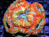 Rainbow Acan bowerbanki