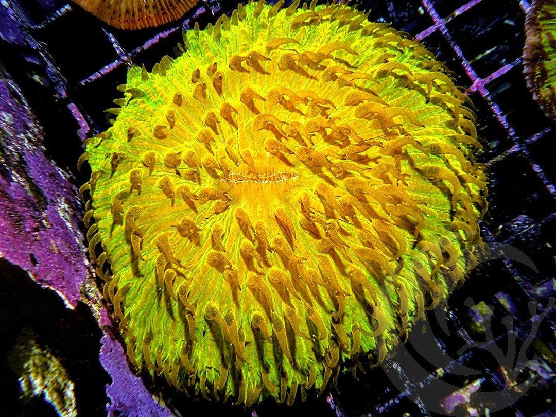 Bright Lemon-Orange Fungia
