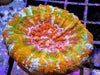 Orange Rainbow Scolymia australis