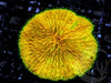 Metallic Lemon Fungia